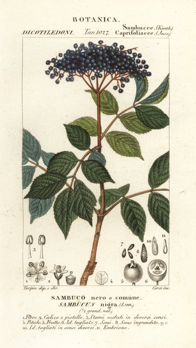 Sureau noir européen, Sambucus nigra, Sambuco nero o comune - Corsi Corsi