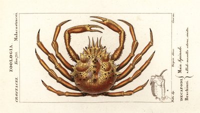 Crabe araignée européen, Maja squinado - Corsi Corsi