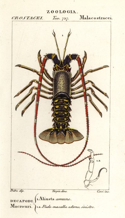 Langouste européenne, Palinurus elephas - Corsi Corsi