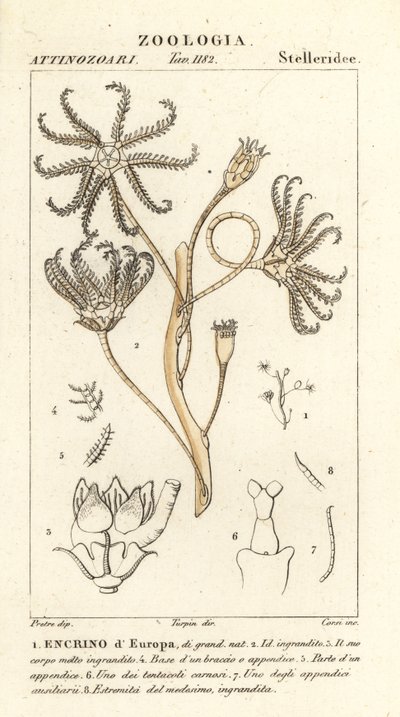 Crinoïde éteint Encrinus, Encrino d