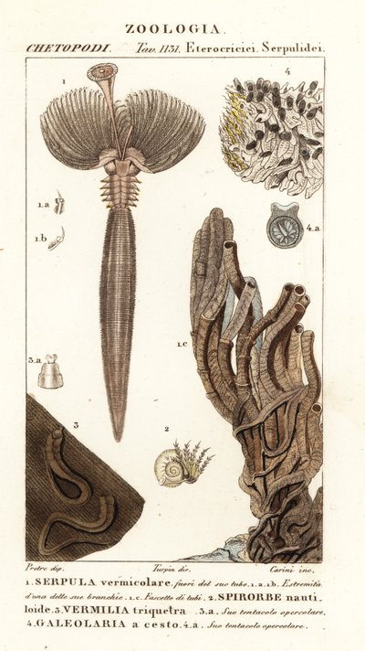 Ver de ventilateur, Serpula vermicularis 1, ver polychète, Spirorbis corrugatus 2, ver annélide constructeur de tubes, Spirobranchus triqueter 3 et Galeolaria caespitosa 4 - Corsi Corsi