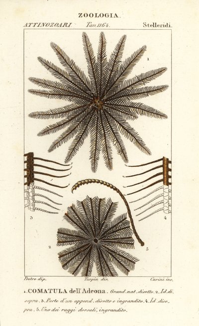 Comatule, Oligometrides adeonae, Comatula adeonae, Comatula dell’Adeona - Corsi Corsi