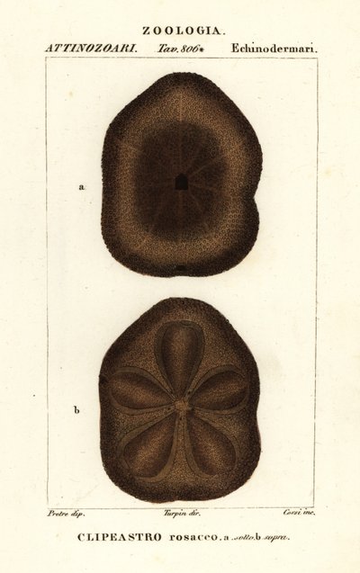 Clypeaster rosaceus - Corsi Corsi