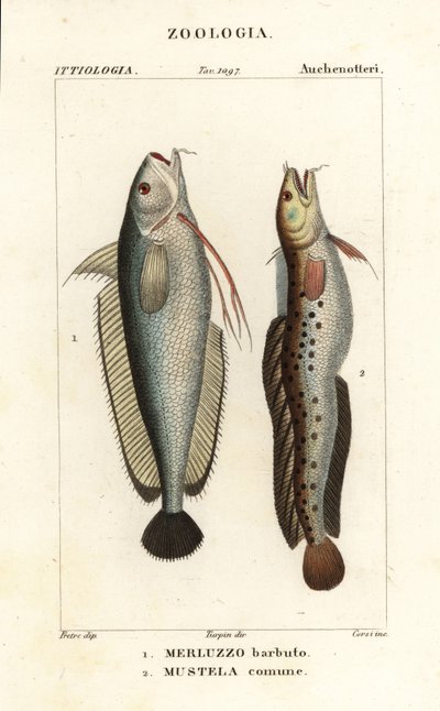Barbue, Phycis phycis 1 et lotte à cinq barbes, Ciliata mustela - Corsi Corsi