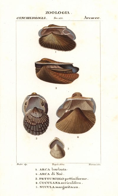 Palourdes d