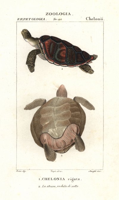Tortue verte, Chelonia mydas En danger - Corsi Corsi