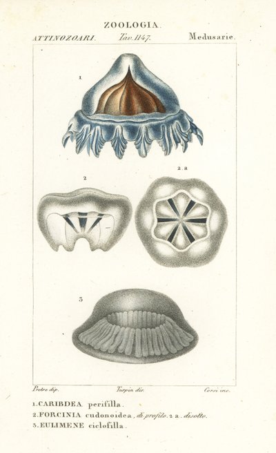 Méduse casque, Periphylla periphylla 1, Phorcynia cudonoidea 2, et Eulimene ciclophylla 3 - Corsi Corsi