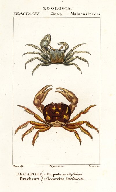 Crabe fantôme cornu et crabe zombie - Corsi Corsi