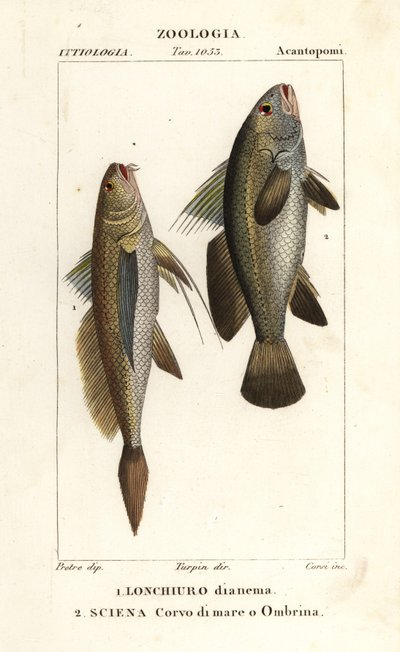 Lonchurus lanceolatus et Argyrosomus regius - Corsi Corsi