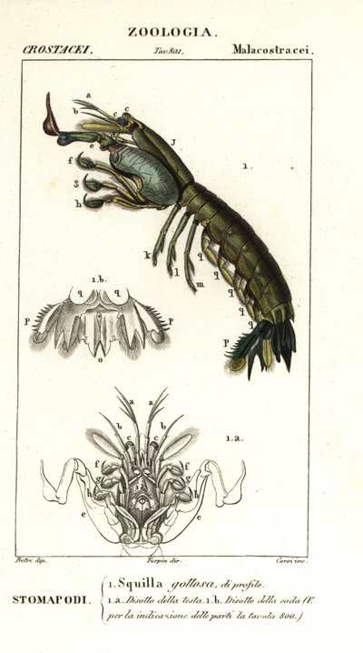 Crevette mante, Gonodactylus chiragra - Corsi Corsi