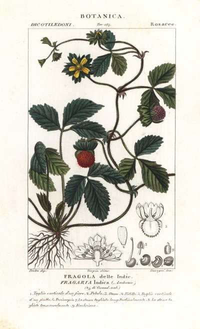 Fausse fraise, Potentilla indica - Corsi Corsi