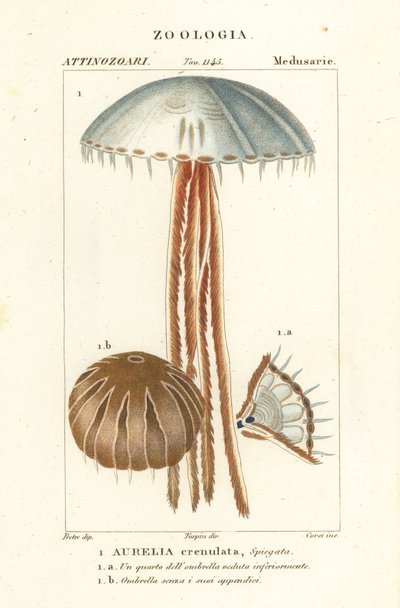 Méduse lune, Aurelia crenulata - Corsi Corsi