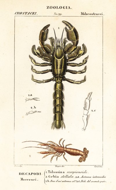 Homard de boue et crevette de boue - Corsi Corsi