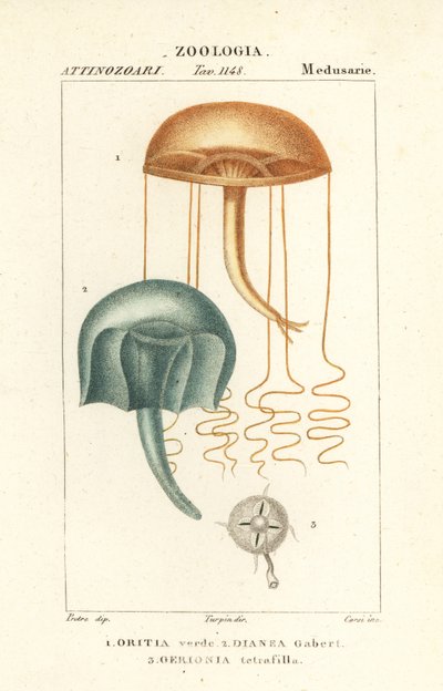 Méduses à œil nu, Orythia viridis, Oritia verde 1, et hydrozoaires, Geryonia proboscidalis, Dianea gabert 2, et Liriope tetraphylla, Gerionia tetrafilla 3 - Corsi Corsi