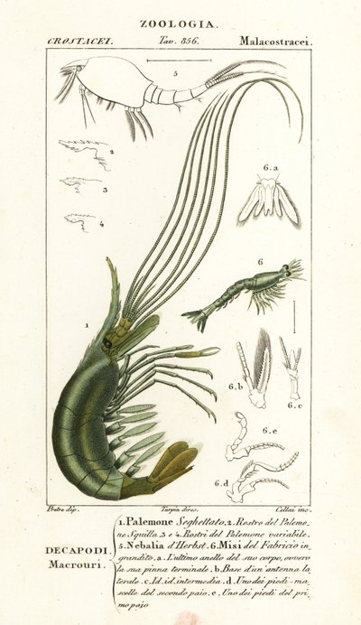 Crevette narval, leptostracan et crevette mysid - Corsi Corsi