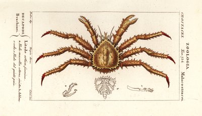 Crabe royal de Norvège - Corsi Corsi