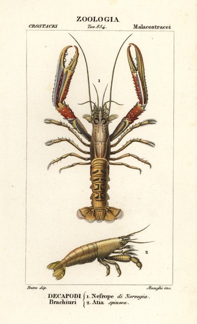 Langoustine et crevette - Corsi Corsi