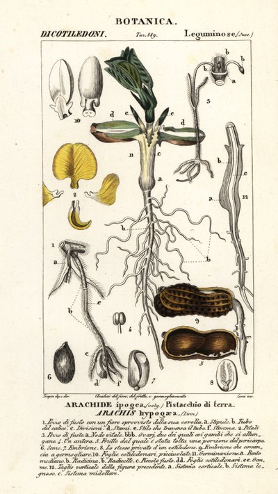 Arachide ou cacahuète, Arachis hypogaea - Corsi Corsi