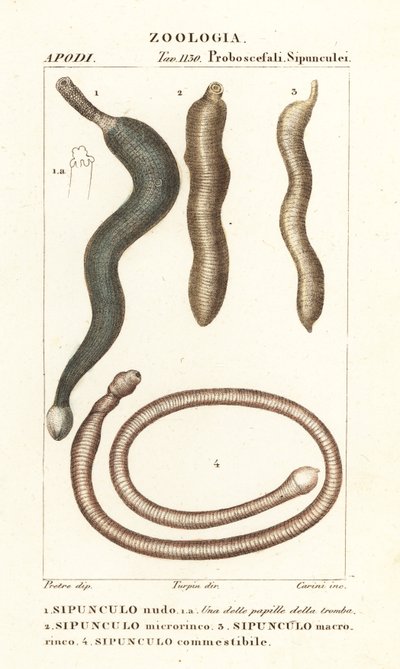 Vers de cacahuète, Sipunculus nudus 1, Siphonosoma cumanense 4, etc. - Corsi Corsi
