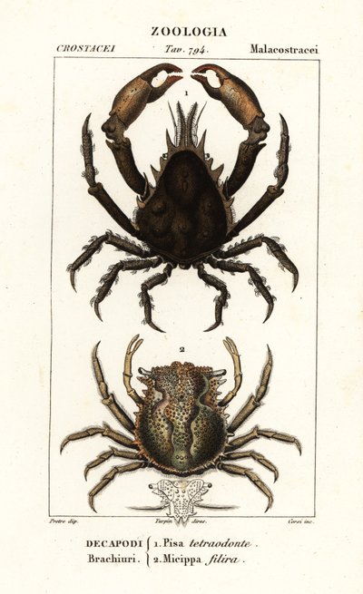 Pisa tetraodon et Micippa philyra - Corsi Corsi
