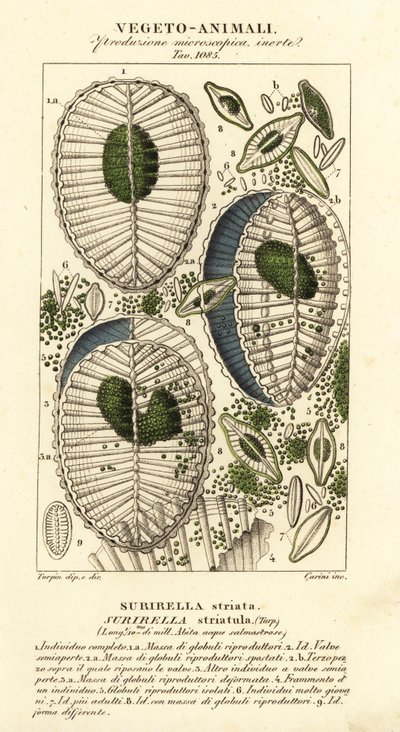 Plancton, Surirella striatula, Surirella striata - Corsi Corsi