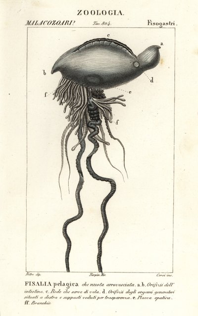 Physalia physalis - Corsi Corsi