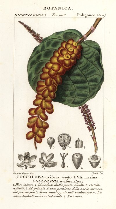 Raisin de mer, Coccoloba uvifera, Uva marina - Corsi Corsi