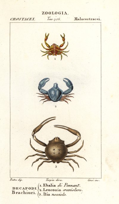 Espèce de crabe - Corsi Corsi