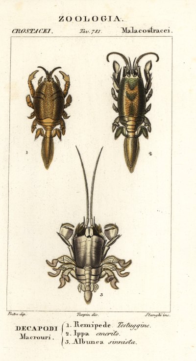 Espèces de crabes taupes ou crabes de sable - Corsi Corsi