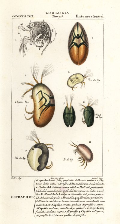 Espèce d