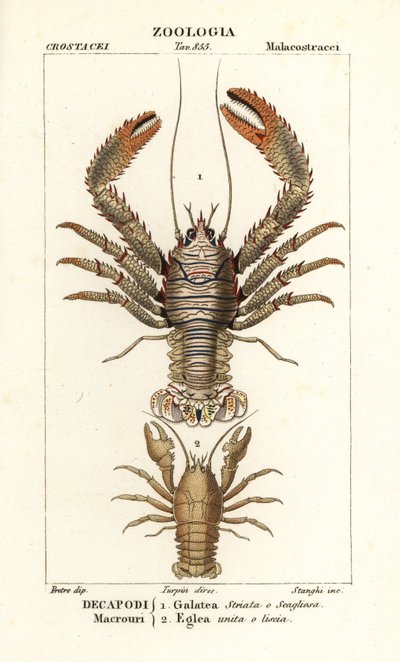 Galathea strigosa et Aegla laevis - Corsi Corsi