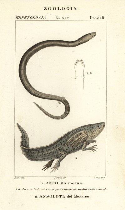 Amphiume à deux doigts, Amphiuma means, Anfiuma means 1, et axolotl ou poisson marcheur mexicain en danger critique, Ambystoma mexicanum, Assolotl del Messico 2 - Corsi Corsi