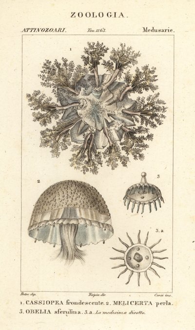 Méduse à l