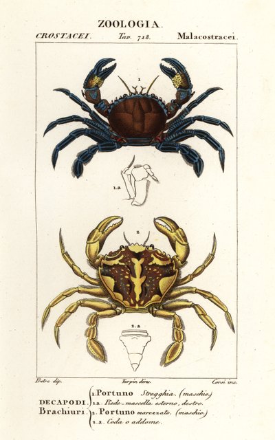 Crabe nageur velouté et crabe nageur marbré - Corsi Corsi