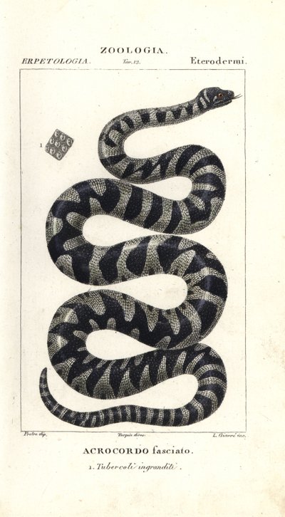 Serpent verruqueux ou petit serpent de fichier, Acrochordus granulatus - Corsi Corsi
