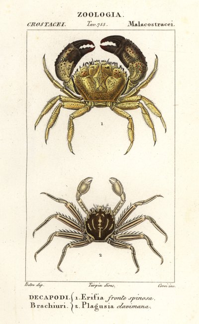 Crabe verruqueux et crabe plat - Corsi Corsi