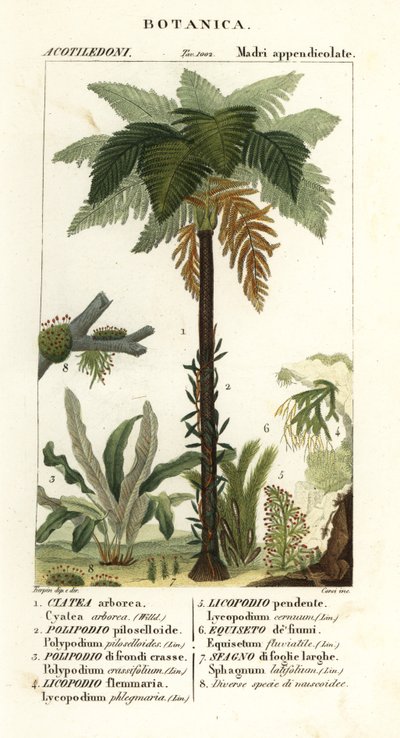 Fougère arborescente des Antilles, Cyathea arborea, fougère liane, Microgramma piloselloides 2, fougère gracieuse, Niphidium crassifolium 3, fougère à houppes grossières, Huperzia phlegmaria 4, lycopode cornu, Lycopodiella cernua 5, prêle d