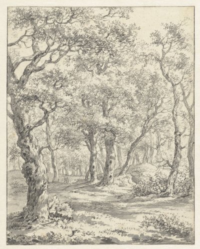 Paysage forestier - Couwenhoven