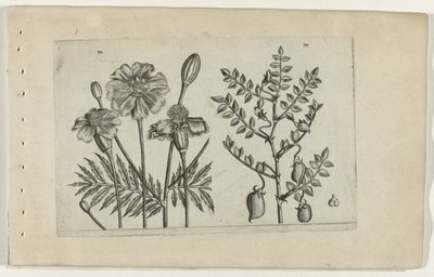 Tagète et pois chiche - Crispijn van de Passe (I) (attributed to)
