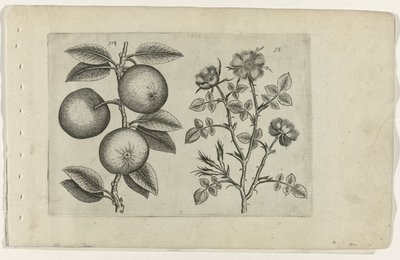 Pomme et églantier (série Cognoscite lilia) - Crispijn van de Passe (I) (attributed to)
