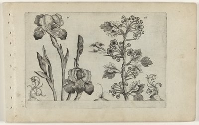 Iris barbu et aubépine coralline - Crispijn van de Passe (I) (attributed to)