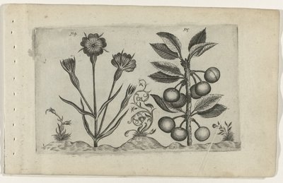 Nielle et cerise acide - Crispijn van de Passe (I) (attributed to)