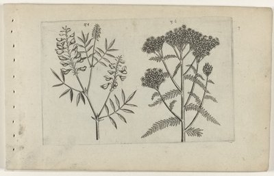 Vesce et millefeuille (Cognoscite lilia) - Crispijn van de Passe (I) (attributed to)
