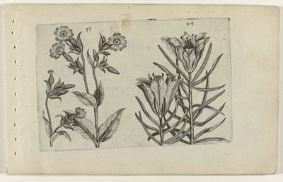Silène et lys des blés - Crispijn van de Passe (I) (attributed to)