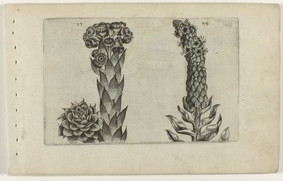 Feuille de tonnerre et molène - Crispijn van de Passe (I) (attributed to)