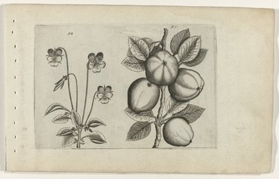Violette tricolore et pomme - Crispijn van de Passe (I) (attributed to)