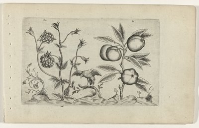 Ancolie double et pomme - Crispijn van de Passe (I) (attributed to)
