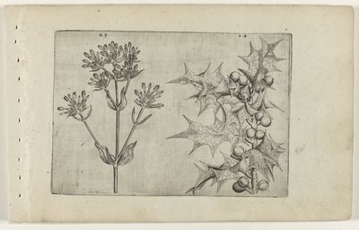 Centaurée et houx - Crispijn van de Passe (I) (attributed to)