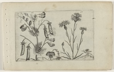 Erwt en korenbloem - Crispijn van de Passe (I) (attributed to)