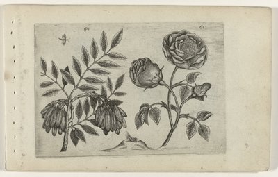 Es et rose - Crispijn van de Passe (I) (attributed to)